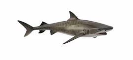 CollectA - Tiger Shark