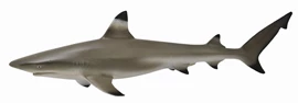 CollectA - Blacktip Reef Shark